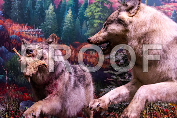 Wonders of Wildlife National Museum and Aquarium (C) PicsbyJax #wondersofwildlife #springfieldmo #picsbyjax -8935.jpg
