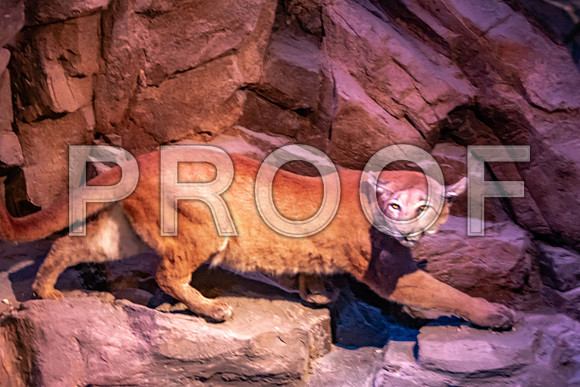 Wonders of Wildlife National Museum and Aquarium (C) PicsbyJax #wondersofwildlife #springfieldmo #picsbyjax -8940.jpg