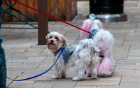 Waynesville Christmas Parade 2015 ©PicsbyJax-1135.jpg