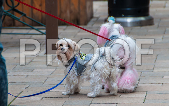 Waynesville Christmas Parade 2015 ©PicsbyJax-1135.jpg