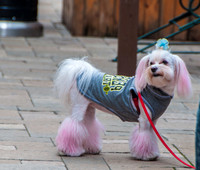 Waynesville Christmas Parade 2015 ©PicsbyJax-1134.jpg