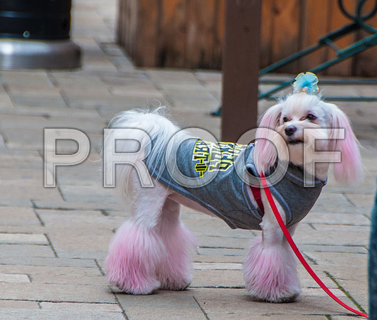 Waynesville Christmas Parade 2015 ©PicsbyJax-1134.jpg