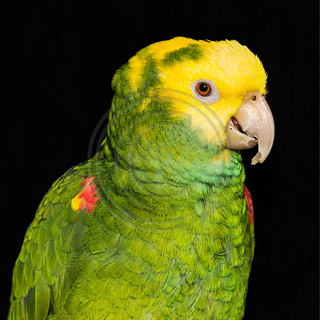 Oscar the Grouch  - Double Yellow-napped Amazon Parrot at 18 yrs old (c)2018PicsbyJax -1522.jpg