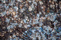 What I See (c)2017 PicsbyJax #spring #whatisee #walkthedog #bloomingbushesbatman #peachblooms #sunflare-0245.jpg