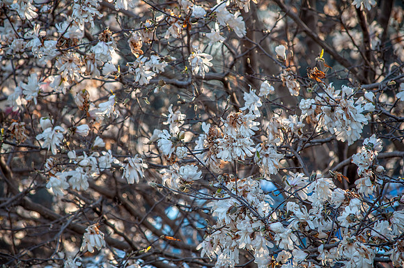 What I See (c)2017 PicsbyJax #spring #whatisee #walkthedog #bloomingbushesbatman #peachblooms #sunflare-0245.jpg