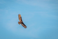 What I see(c)2017PicsbyJax #whatisee #exploreyourworld #lookup #shootandediteveryday #PicsbyJax -0134.jpg
