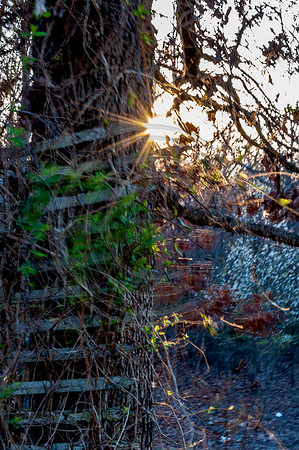 What I See (c)2017 PicsbyJax #spring #whatisee #walkthedog #bloomingbushesbatman #peachblooms #sunflare-0271.jpg