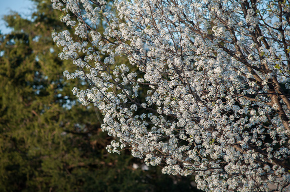What I See (c)2017 PicsbyJax #spring #whatisee #walkthedog #bloomingbushesbatman #peachblooms #sunflare-0255.jpg