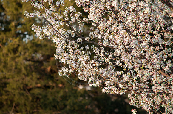What I See (c)2017 PicsbyJax #spring #whatisee #walkthedog #bloomingbushesbatman #peachblooms #sunflare-0253.jpg