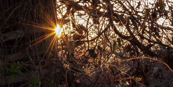 What I See (c)2017 PicsbyJax #spring #whatisee #walkthedog #bloomingbushesbatman #peachblooms #sunflare-0272.jpg