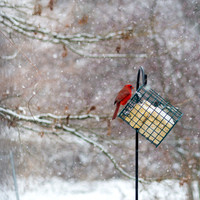 Snow Day Birds 2020 © PicsbyJax-2369.jpg