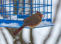 Snow Day Birds 2020 © PicsbyJax-2418.jpg