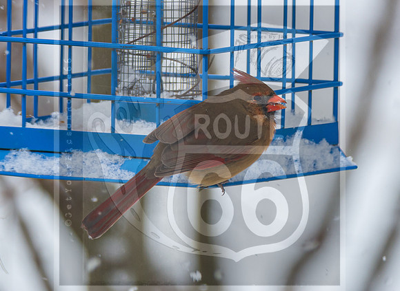 Snow Day Birds 2020 © PicsbyJax-2418.jpg
