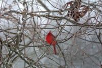 Snow Day Birds 2020 © PicsbyJax-2405.jpg