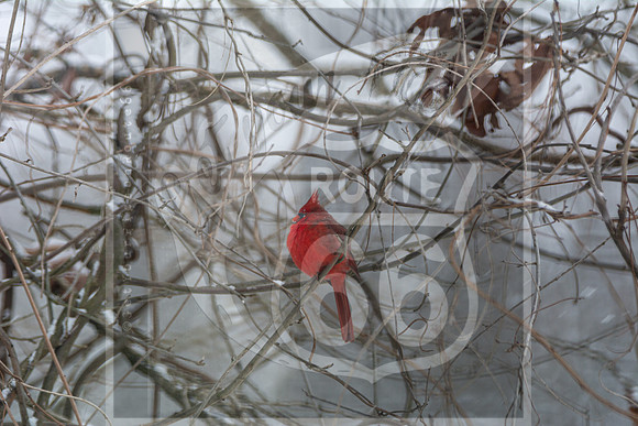 Snow Day Birds 2020 © PicsbyJax-2405.jpg