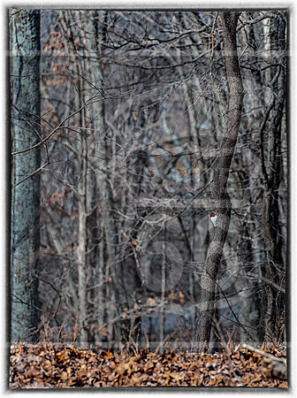 Lone Elk Park (C)PicsbyJax-0087-Edit.jpg