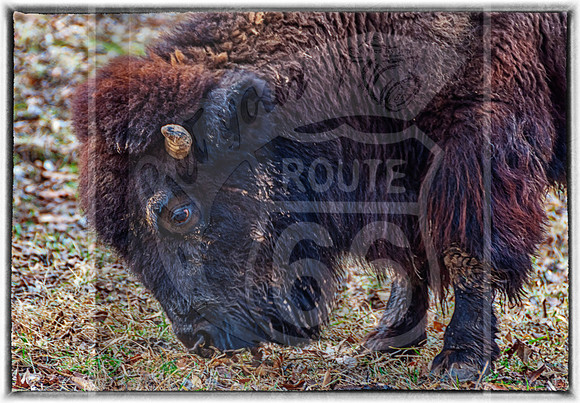 Lone Elk Park (C)PicsbyJax-0065-Edit.jpg