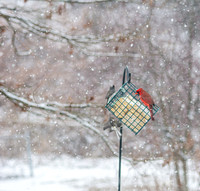 Snow Day Birds 2020 © PicsbyJax-2357.jpg
