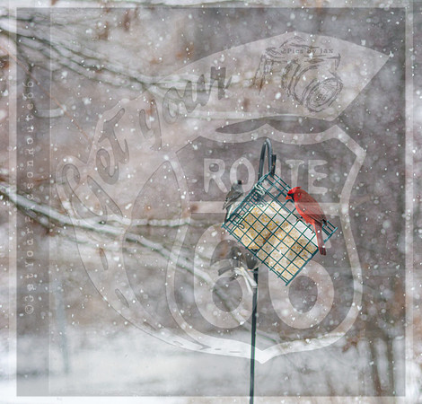 Snow Day Birds 2020 © PicsbyJax-2357.jpg