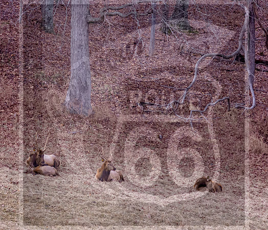 Lone Elk Park (C)PicsbyJax-04.jpg