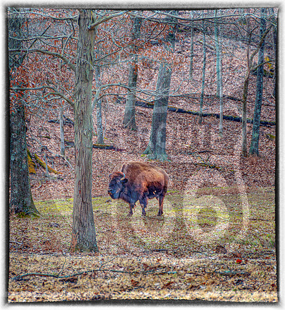 Lone Elk Park (C)PicsbyJax-0060-Edit-Edit-2.jpg