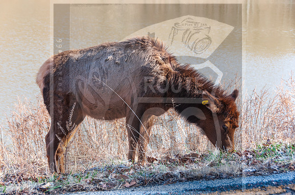 Lone Elk Park (C)PicsbyJax-0110.jpg