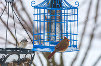 Snow Day Birds 2020 © PicsbyJax-2415.jpg