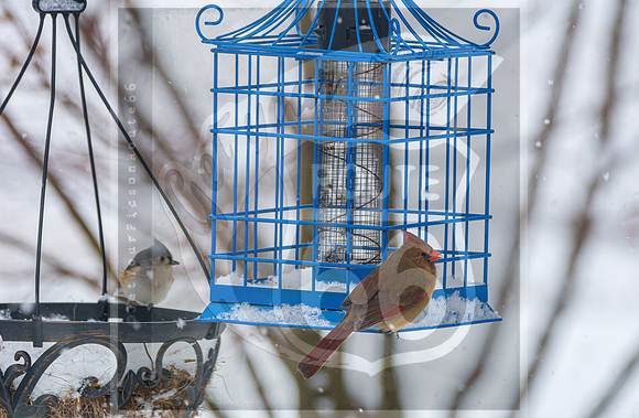 Snow Day Birds 2020 © PicsbyJax-2415.jpg