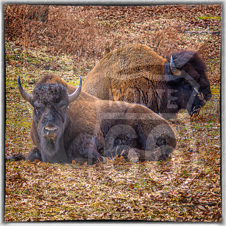 Lone Elk Park (C)PicsbyJax-09-Edit.jpg