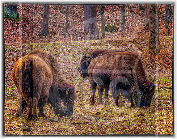 Lone Elk Park (C)PicsbyJax-06-Edit.jpg