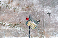 Snow Day Birds 2020 © PicsbyJax-2372.jpg