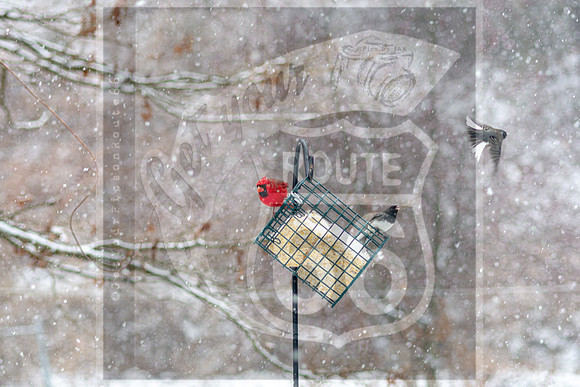 Snow Day Birds 2020 © PicsbyJax-2372.jpg
