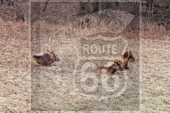 Lone Elk Park (C)PicsbyJax-0019-Edit-Edit.jpg