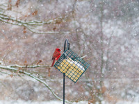 Snow Day Birds 2020 © PicsbyJax-2365.jpg