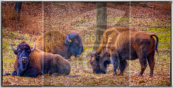 Lone Elk Park (C)PicsbyJax-07-Edit-Edit.jpg