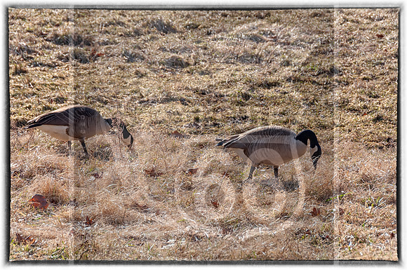 Lone Elk Park (C)PicsbyJax-0099-Edit.jpg