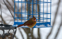 Snow Day Birds 2020 © PicsbyJax-2423.jpg