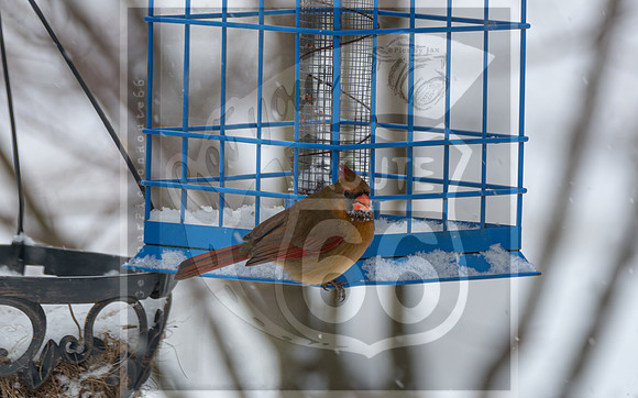 Snow Day Birds 2020 © PicsbyJax-2423.jpg