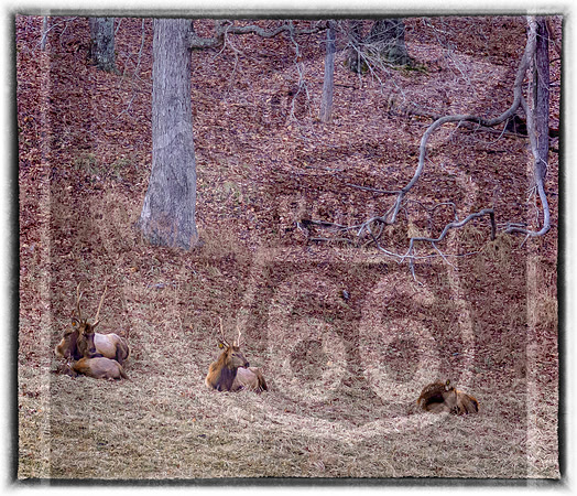 Lone Elk Park (C)PicsbyJax-04-Edit.jpg