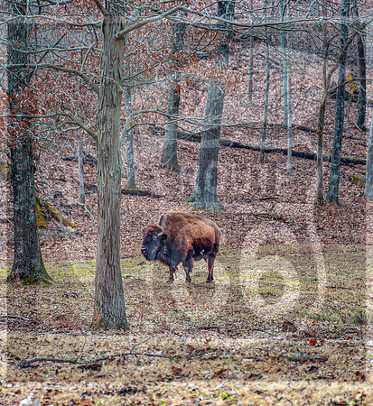 Lone Elk Park (C)PicsbyJax-0060-Edit.jpg