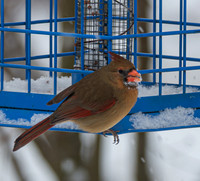 Snow Day Birds 2020 © PicsbyJax-2424.jpg