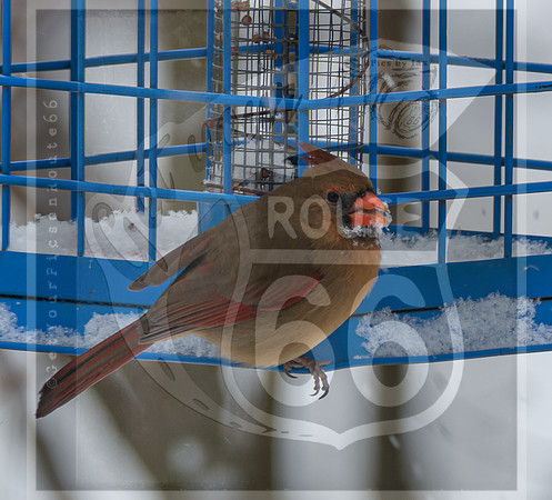 Snow Day Birds 2020 © PicsbyJax-2424.jpg