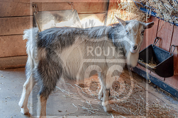 Dillon at the Farm Park-0135.jpg