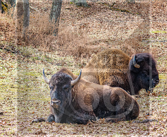Lone Elk Park (C)PicsbyJax-03.jpg