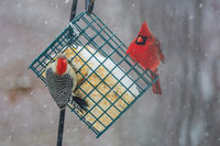 Snow Day Birds 2020 © PicsbyJax-2388.jpg