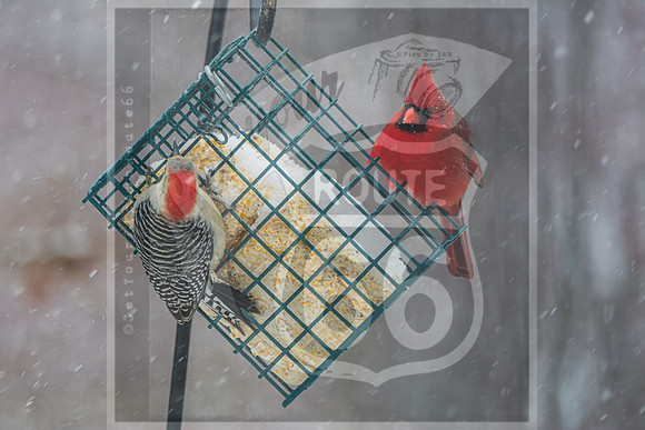 Snow Day Birds 2020 © PicsbyJax-2388.jpg