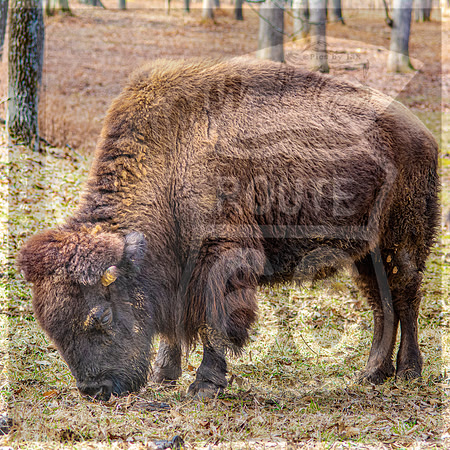 Lone Elk Park (C)PicsbyJax-08.jpg