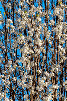 What I See (c)2017 PicsbyJax #spring #whatisee #walkthedog #bloomingbushesbatman #peachblooms #sunflare-0238.jpg