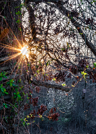 What I See (c)2017 PicsbyJax #spring #whatisee #walkthedog #bloomingbushesbatman #peachblooms #sunflare-0267.jpg