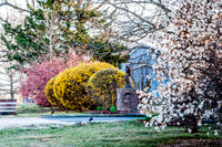 What I See (c)2017 PicsbyJax #spring #whatisee #walkthedog #bloomingbushesbatman #peachblooms #sunflare-0242.jpg